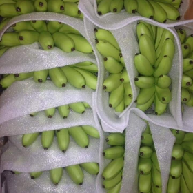 Mút xốp pe foam lót trái cây